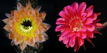 Flowers of mother and father plants