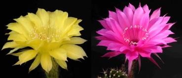 Blüten der Mutter- und Vaterpflanze