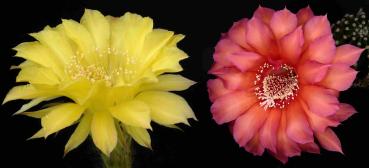 Blüten der Mutterpflanzen