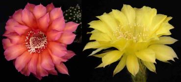 Blüten der Mutterpflanzen