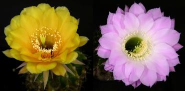 Flowers of mother and father plants
