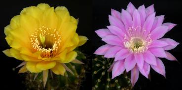 Blüten der Mutter-/Vaterpflanzen