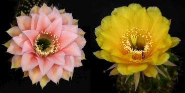 Blüten der Mutterpflanzen