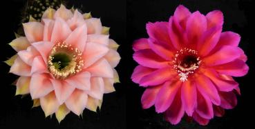 Flowers of mother plants