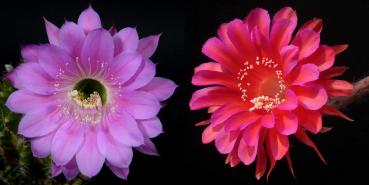 Flowers of mother and father plants