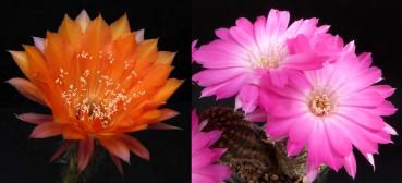 Blüten der Mutterpflanzen