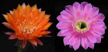 Blüten der Mutterpflanzen