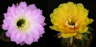 Echinopsis Hybride "Lochinvar x gelb" (Samen)