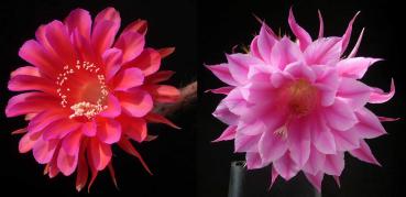 Echinopsis Hybrid "Madame Pele x Eroica" (seeds)