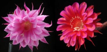 Flowers of mother and father plants