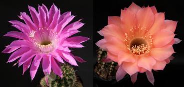 Flower of mother plant