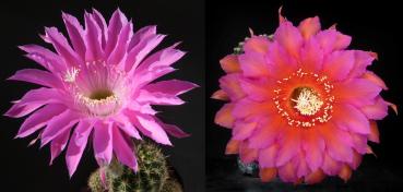 Blüte der Mutterpflanze