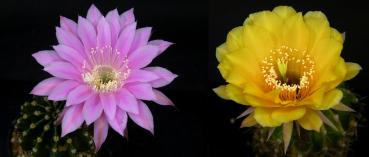 Flowers of mother and father plants