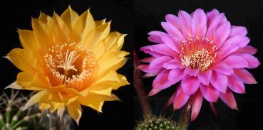 Flowers of mother and father plants