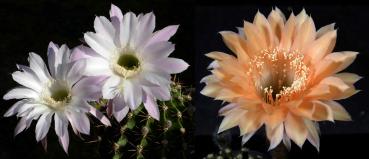 Blüten der Mutter-/Vaterpflanzen