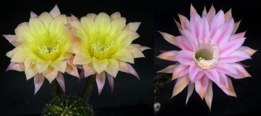 Blüten der Mutter-/Vaterpflanzen