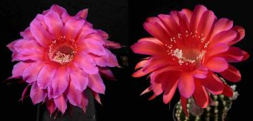 Flowers of mother and father plants