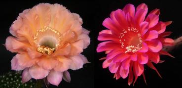 Blüten der Mutter-/Vaterpflanzen
