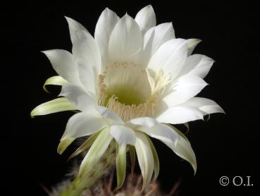 Flower of mother plant