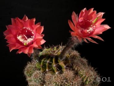 Blüte der Mutterpflanze