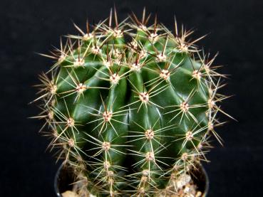 Sales plant (sample)