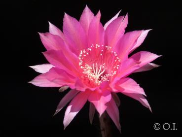 Flower of mother plant