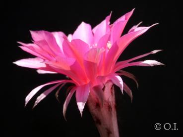 Preview: Flower of mother plant