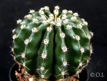 Preview: Sales plant (sample)