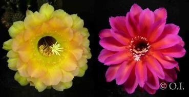 Echinopsis Hybride "gelb-rosa x violett-rot" (Samen) - Kopie
