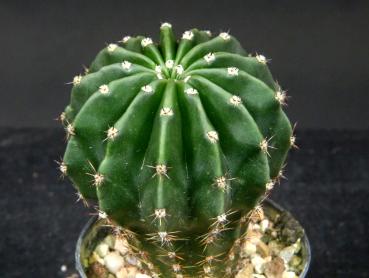 Sales plant (sample)
