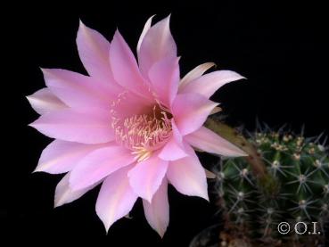 Echinopsis Hybride "rosa" [073.0]