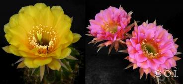 Blüten der Mutter-/Vaterpflanzen