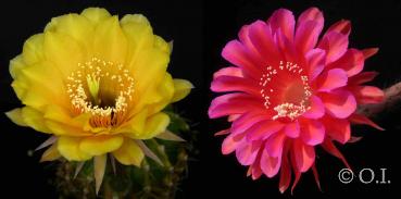 Echinopsis Hybride "gelb x Madame Pele" (Samen)