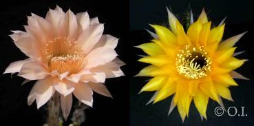 Echinopsis Hybride "apricot x gelb" (Samen)