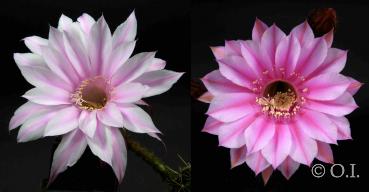 Flowers of mother plants