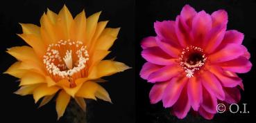 Echinopsis Hybride "cognac x rot-violett" (Samen)