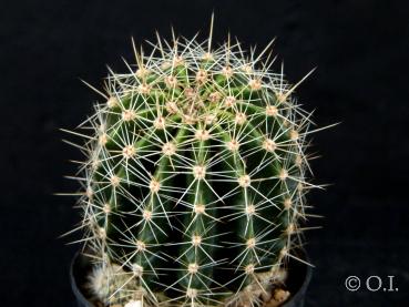 Sales plant (sample)
