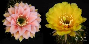 Echinopsis Hybride "apricot-gelb x gelb" (Samen)