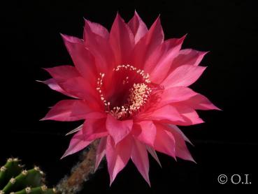Flower of mother plant