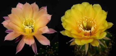 Blüten der Mutterpflanzen