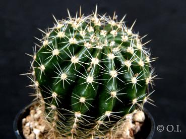 Sales plant (sample)