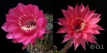 Blüten der Mutterpflanzen