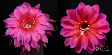 Flowers of mother and father plants