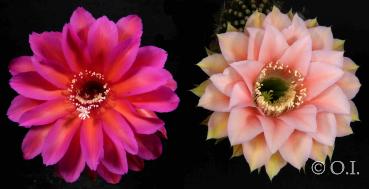 Blüten der Mutter-/Vaterpflanzen