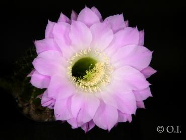 Flower of mother plant