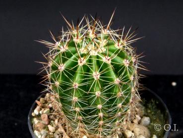 Sales plant (sample)