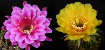 Blüten der Mutter-/Vaterpflanzen