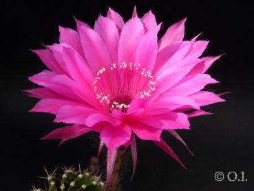Flower of mother plant