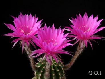 Preview: Flowers of mother plant