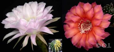 Flowers of mother plants